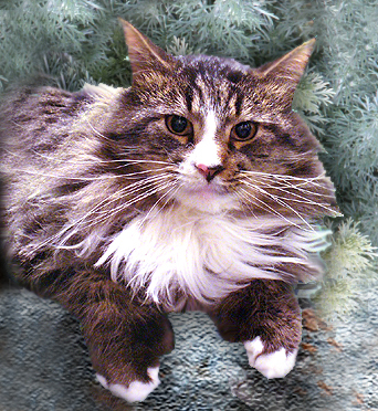 Maine Coon Breeder - Male - Lotus