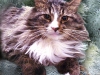 Maine Coon Breeder - Male - Lotus